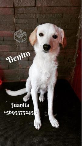 Benito en adopción