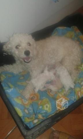 perritos poodle toy