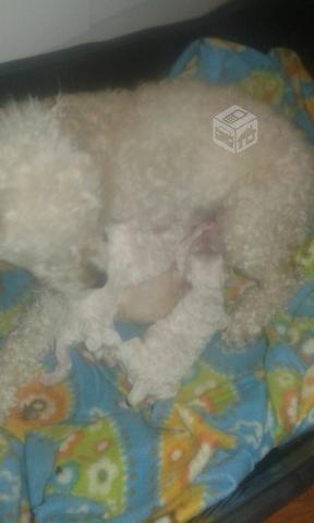 perritos poodle toy