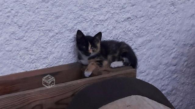 Leonarda gatita bebé en adopción