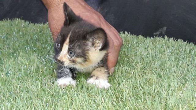 Leonarda gatita bebé en adopción