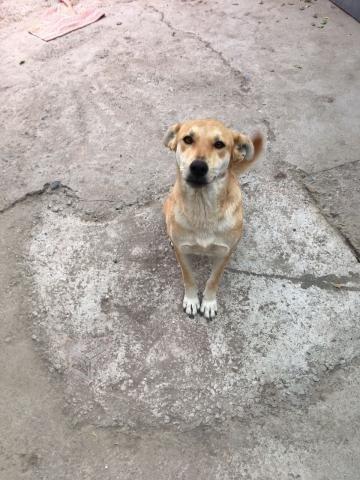 Regalo Perrita Dócil y juguetona