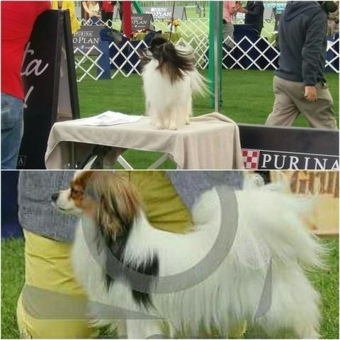 Cachorros Papillon
