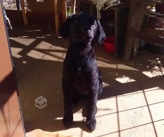 Regalo cachorros de 3 meses y medio