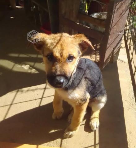 Regalo cachorros de 3 meses y medio