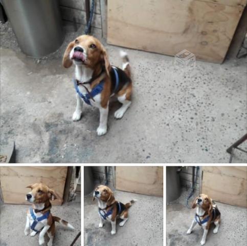 Perrito beagle