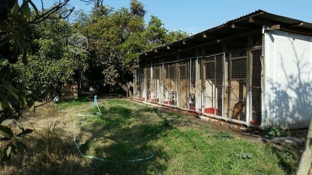 Hotel Canino Chocoa en Malloco