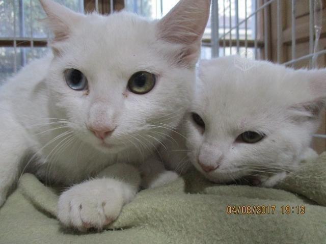 Adopción gatito y gatita esterilizados para depart
