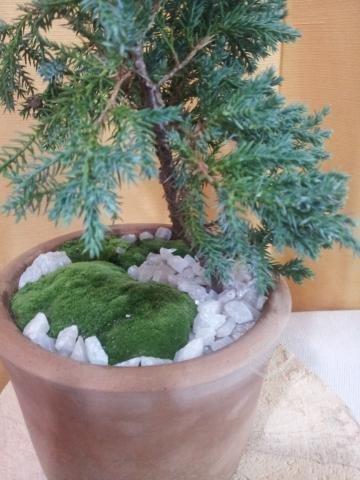 Pre-Bonsai Juniperus Squamata Blue Star 5años