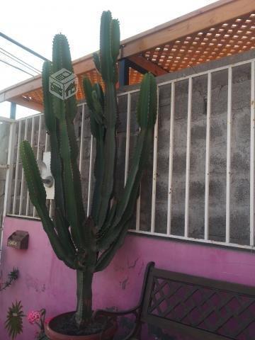 cactus mexicano