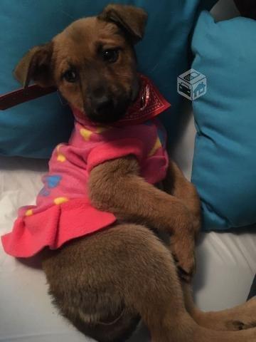Cachorritas rescatadas en la carretera en adopción
