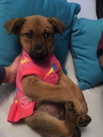 Cachorritas rescatadas en la carretera en adopción