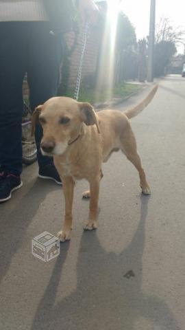 Kayser, hermoso tipo labrador hogar y amor