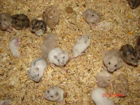 Hamster rusos de colores