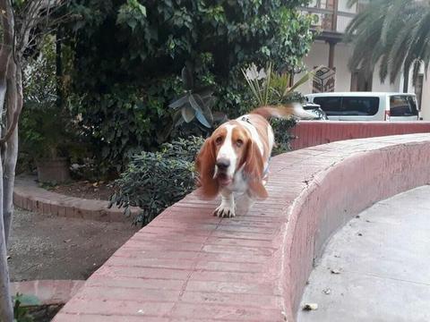 Ragalo fino Basset Hound