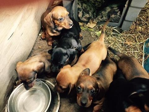 Cachorros Salchicha 8 semanas