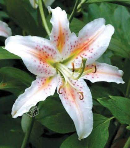 Lilium