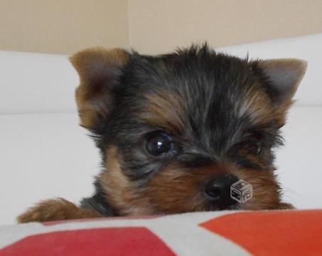 Yorkshire terrier cachorros el milagro azul