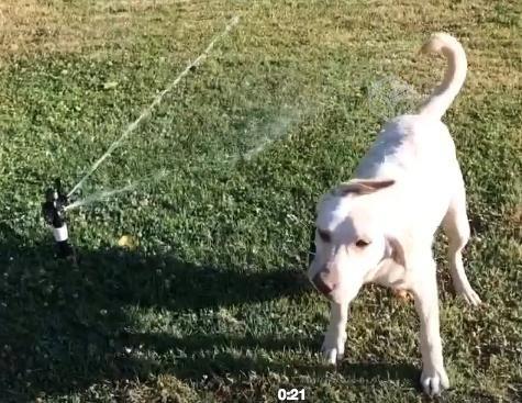 Perrita Labradora, 3 años, busca Casa o parcela