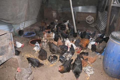 Aves de campo variedad