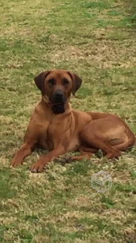 Rhodesian ridgeback cachorros