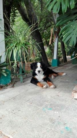 Hermoso cachorro Boyero de Berna de 6 meses