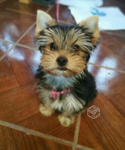 Yorkshire Terrier, Padres, EEUU, ENSEÑADO