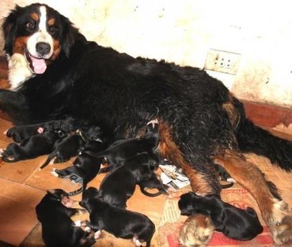 Cachorros Boyero de Berna Inscritos KCC