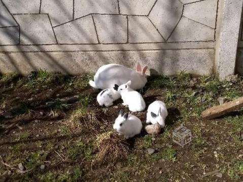 Conejos de un mes