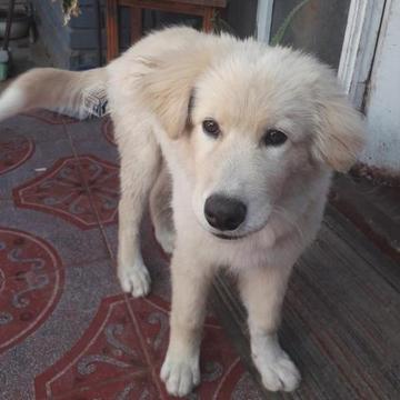 Cachorro Samoyedo de 4 meses
