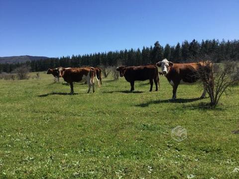 56,7 hectáreas agrícolas ganadero a 30 min Chillán