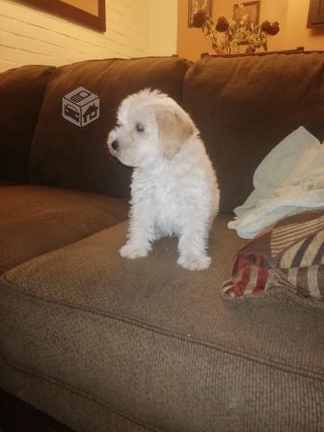 Perrito poodle 3 meses