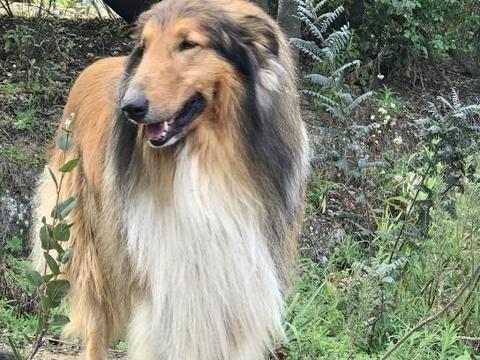 Hermosos cachorros Collie