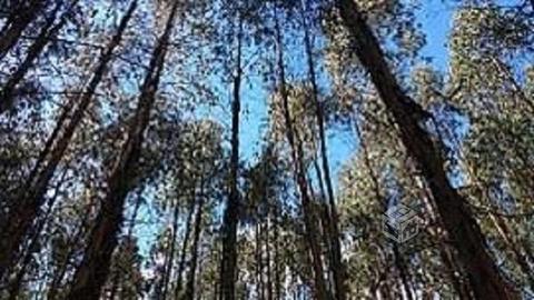 Bosque 1000 hectareas