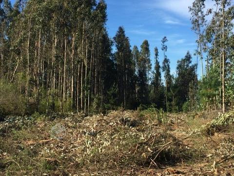 Terreno en la localidad de rahuíl