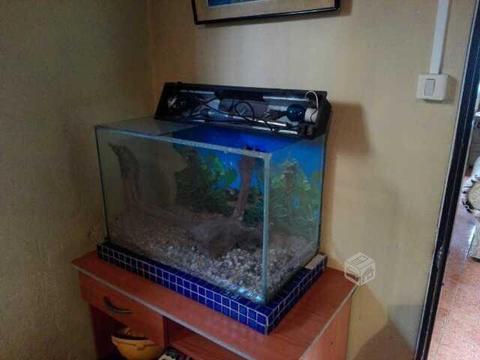 Acuario 60*40*30